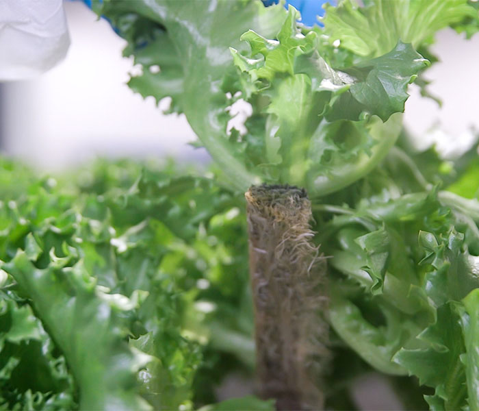 700x600 Faster rooting great air-circulation and drainage with Ellepot Sleeve