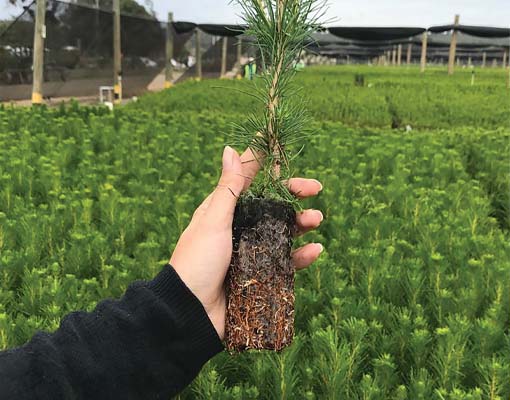 Ellepot Pine propagation in paper pot -reduce mortality to less than 5%
