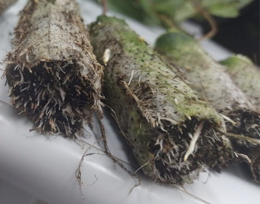 Ellepot U1 paper Eucalyptus fully rooting with perfect roots